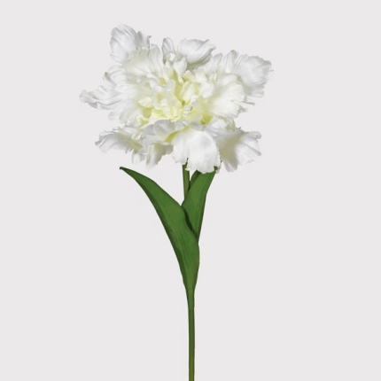 Parrot Tulip