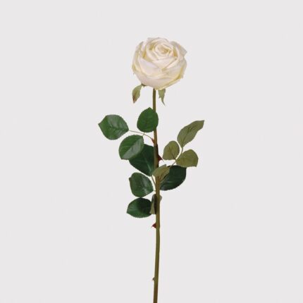 cream rose with green leaves