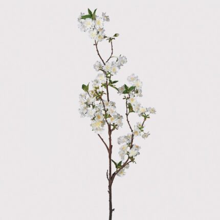 white cherry blossom