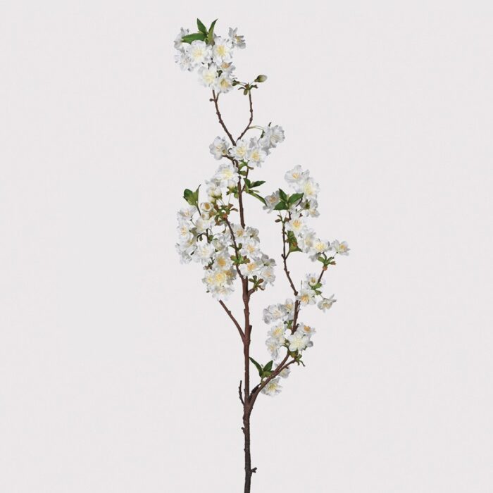 white cherry blossom